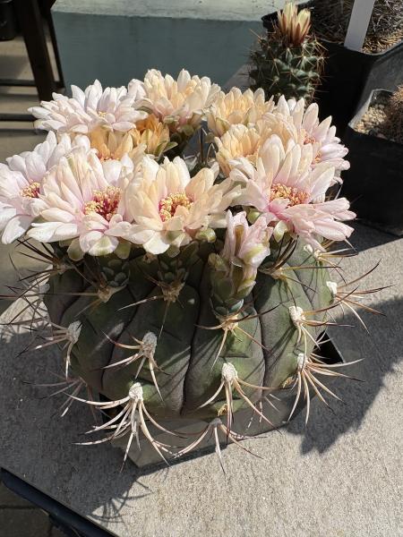 Gymnocalycium saglionis